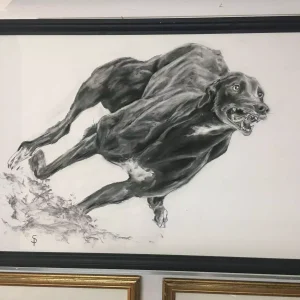 Racing Greyhound